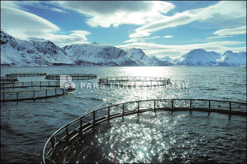 Polietilen kafes Balık yetiştiriciliği
